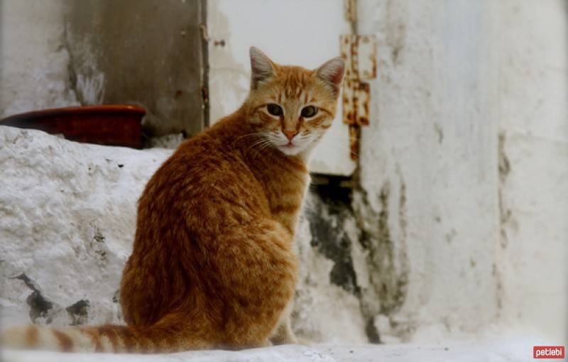 Tekir Kedi, Kedi  murçik fotoğrafı