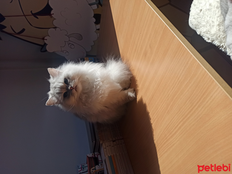 Scottish Fold, Kedi  Çita fotoğrafı