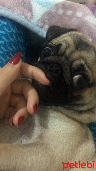 Pug, Köpek  BADEM fotoğrafı