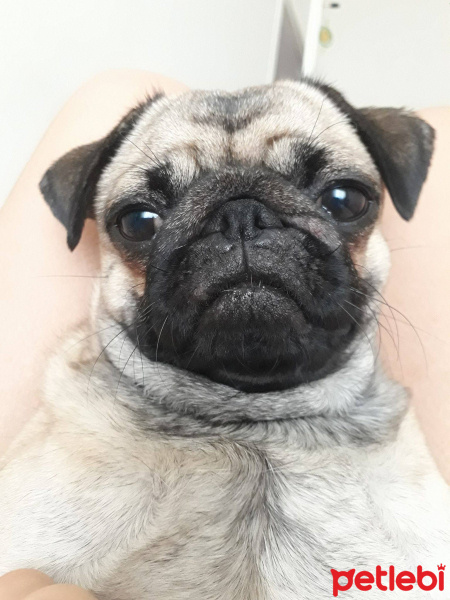 Pug, Köpek  BADEM fotoğrafı