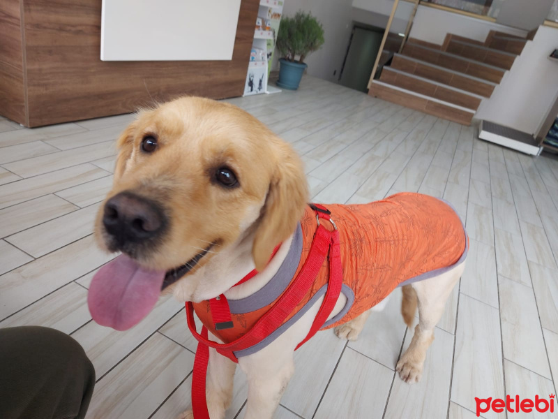 Golden Retriever, Köpek  KAJU fotoğrafı