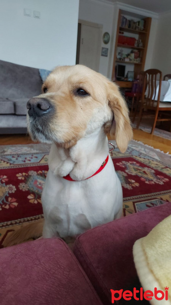 Golden Retriever, Köpek  KAJU fotoğrafı