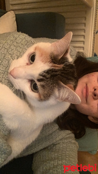 Tekir Kedi, Kedi  Sultan fotoğrafı