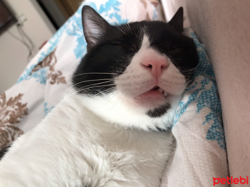 Tuxedo (Smokin) Kedi, Kedi  Lokum fotoğrafı
