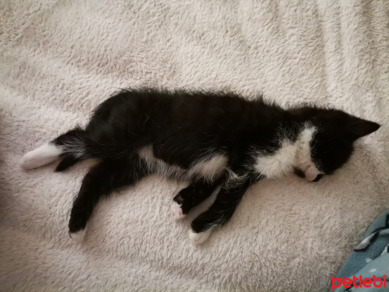 Bombay, Kedi  Nodül fotoğrafı