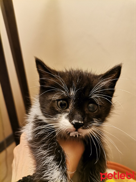 Bombay, Kedi  Nodül fotoğrafı