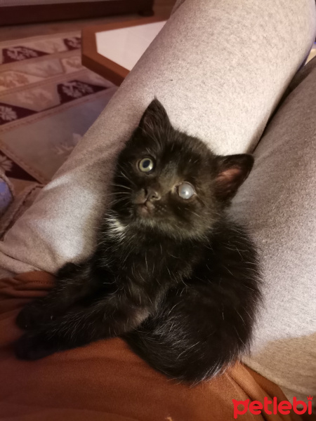 Bombay, Kedi  Detone fotoğrafı