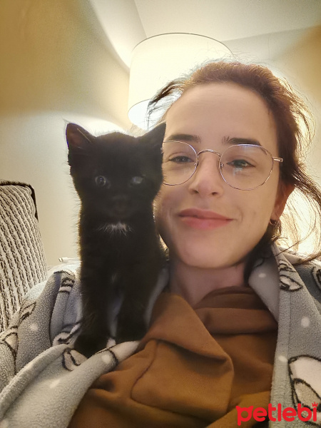 Bombay, Kedi  Detone fotoğrafı