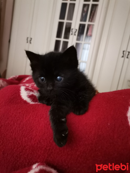 Bombay, Kedi  Detone fotoğrafı