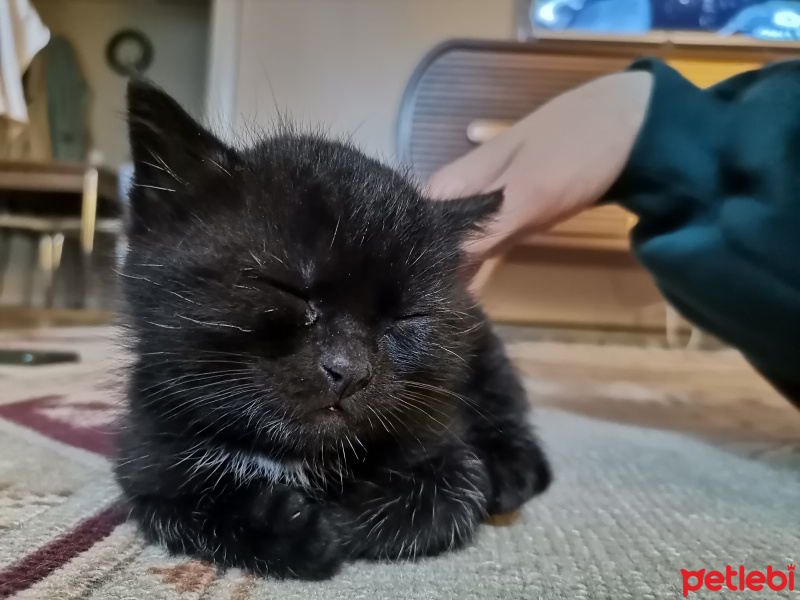 Bombay, Kedi  Detone fotoğrafı