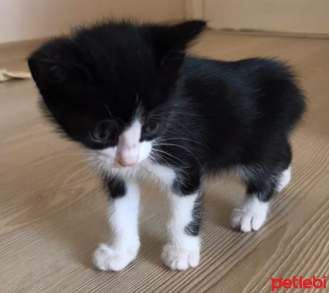 Tuxedo (Smokin) Kedi, Kedi  Loki fotoğrafı