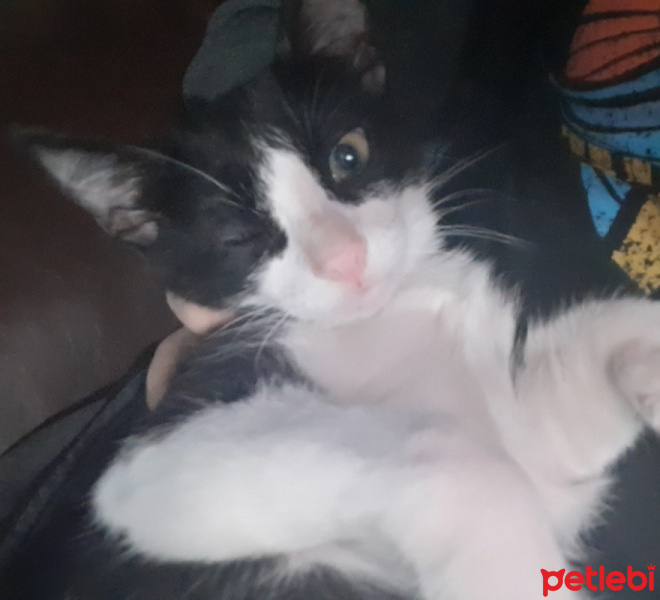 Tuxedo (Smokin) Kedi, Kedi  Pakize fotoğrafı