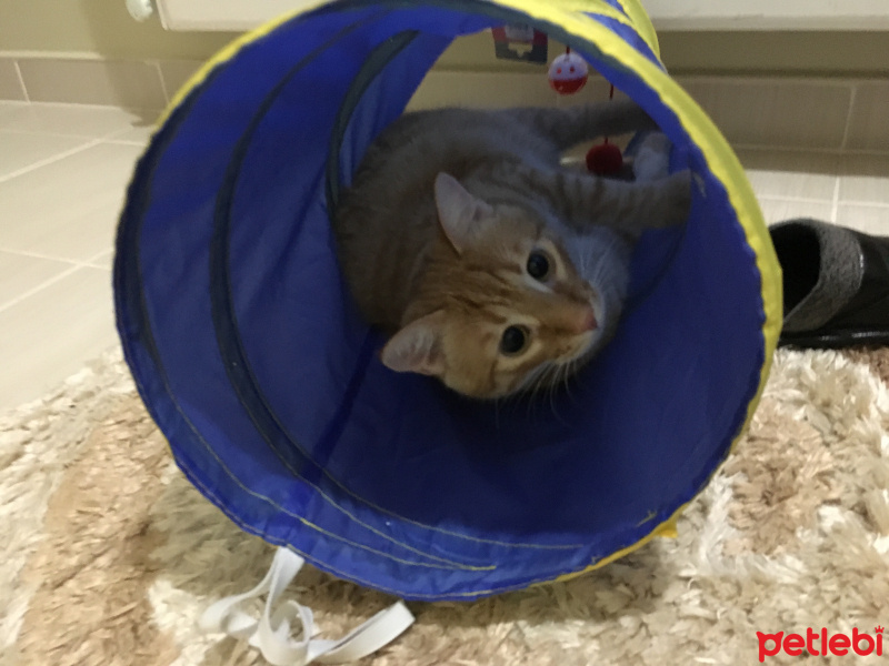 Tekir Kedi, Kedi  Ponçik fotoğrafı