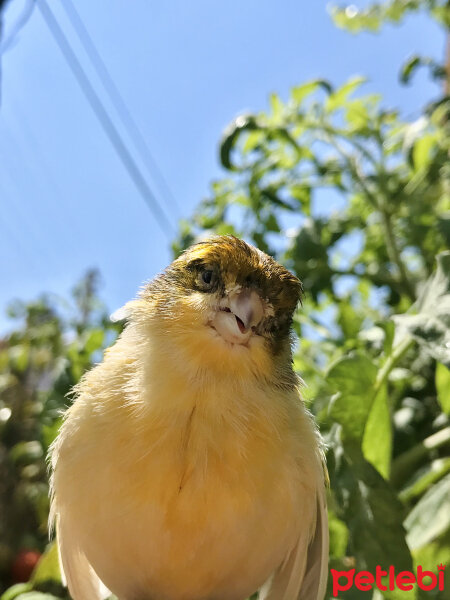 Kanarya, Kuş  Fıstık fotoğrafı