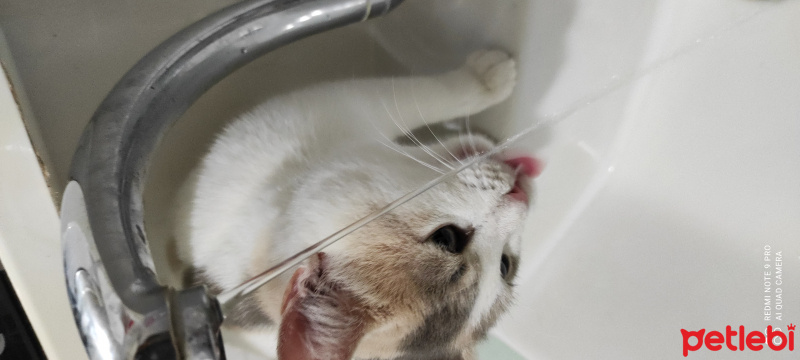 Tekir Kedi, Kedi  Rüzgar fotoğrafı