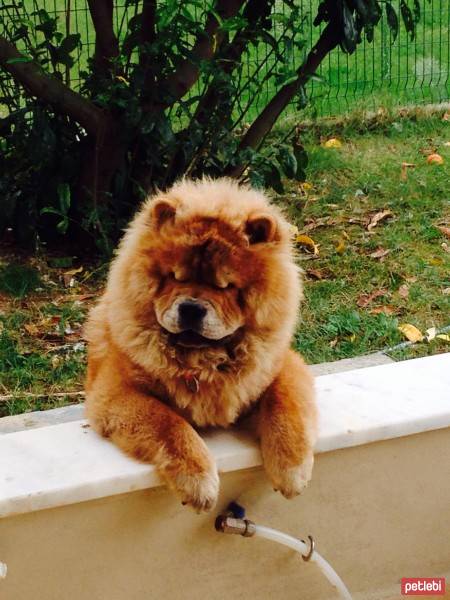 Chow Chow (çin Aslanı), Köpek  ALEX fotoğrafı