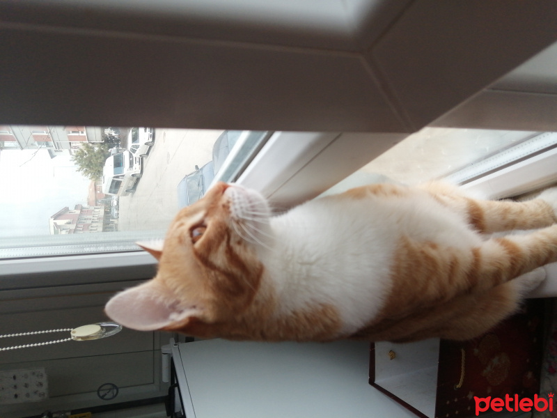 Sarman, Kedi  Simba fotoğrafı