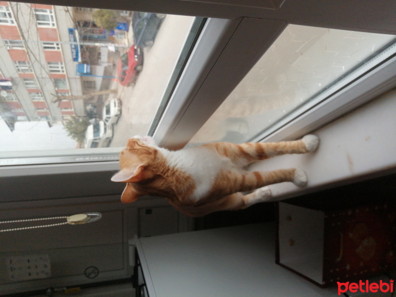 Sarman, Kedi  Simba fotoğrafı