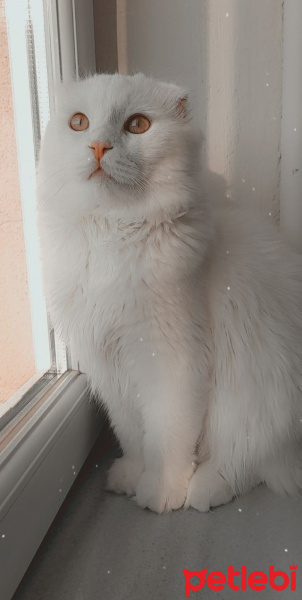 Scottish Fold, Kedi  Cumali fotoğrafı