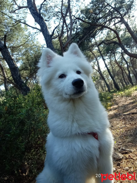 Samoyed, Köpek  bulut fotoğrafı