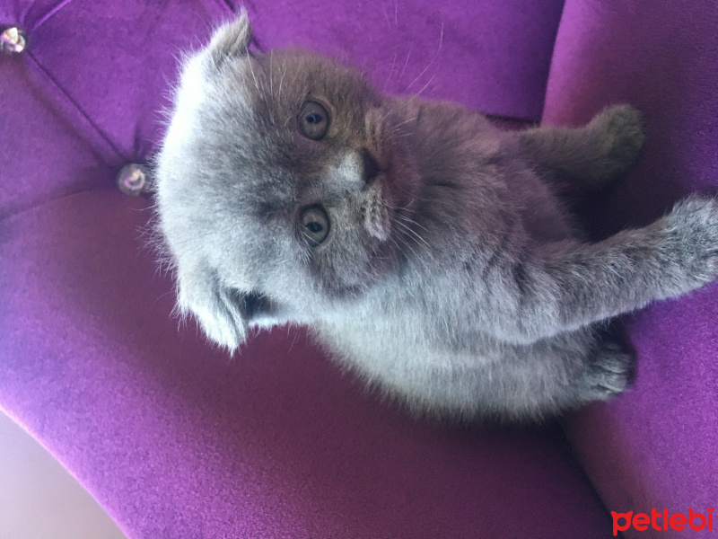 Scottish Fold, Kedi  Safkan Scottish Fold Duman fotoğrafı