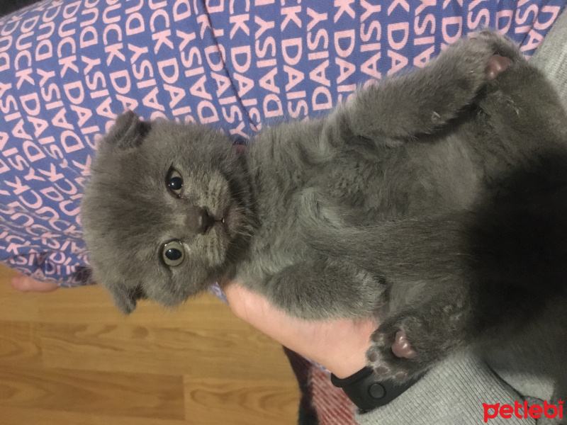 Scottish Fold, Kedi  Safkan Scottish Fold Duman fotoğrafı