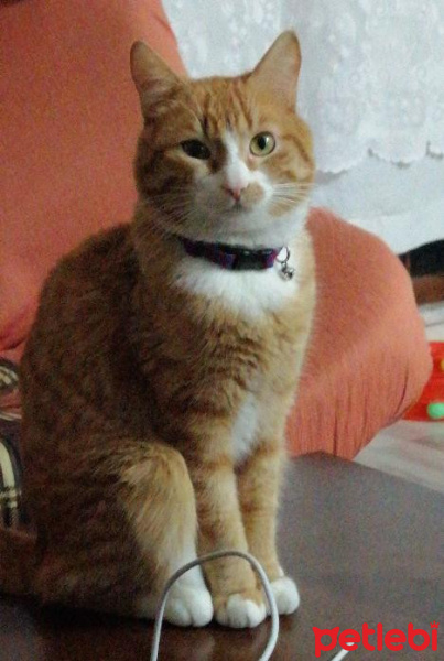 Tekir Kedi, Kedi  Behlül fotoğrafı