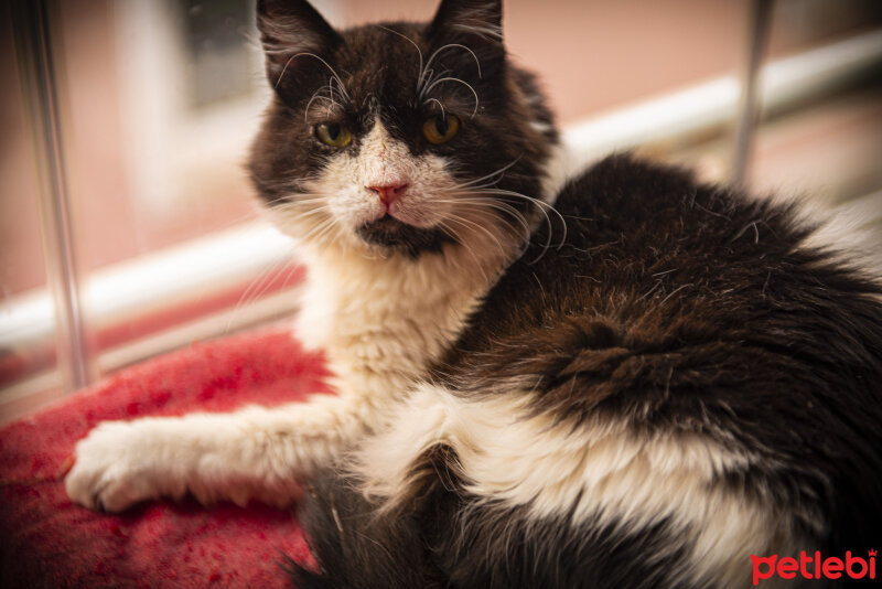 Tuxedo (Smokin) Kedi, Kedi  Ehtiyar fotoğrafı