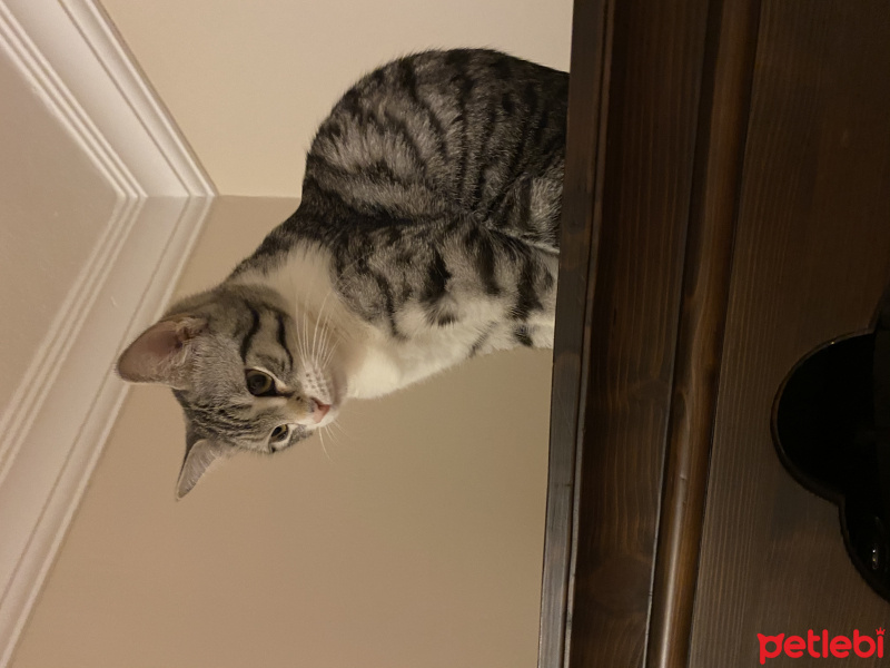 Tekir Kedi, Kedi  Kedi fotoğrafı