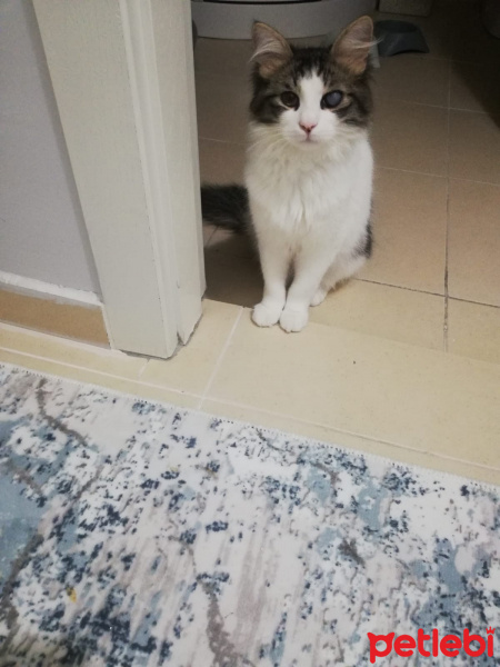 Tekir Kedi, Kedi  Pamuk fotoğrafı