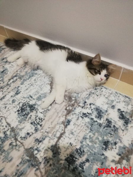 Tekir Kedi, Kedi  Pamuk fotoğrafı