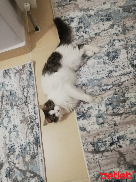 Tekir Kedi, Kedi  Pamuk fotoğrafı