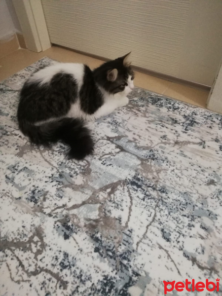 Tekir Kedi, Kedi  Pamuk fotoğrafı