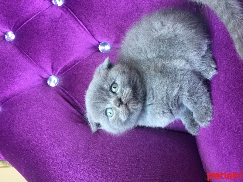 Scottish Fold, Kedi  Safkan Scottish Fold Gölge fotoğrafı