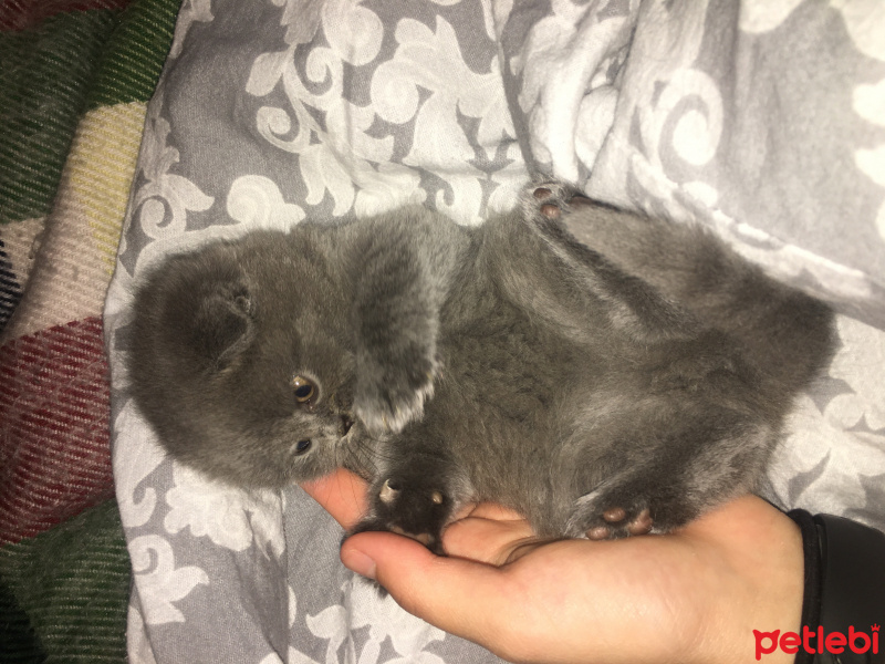 Scottish Fold, Kedi  Safkan Scottish Fold Gölge fotoğrafı