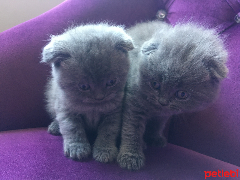 Scottish Fold, Kedi  Safkan Scottish Fold Gölge fotoğrafı