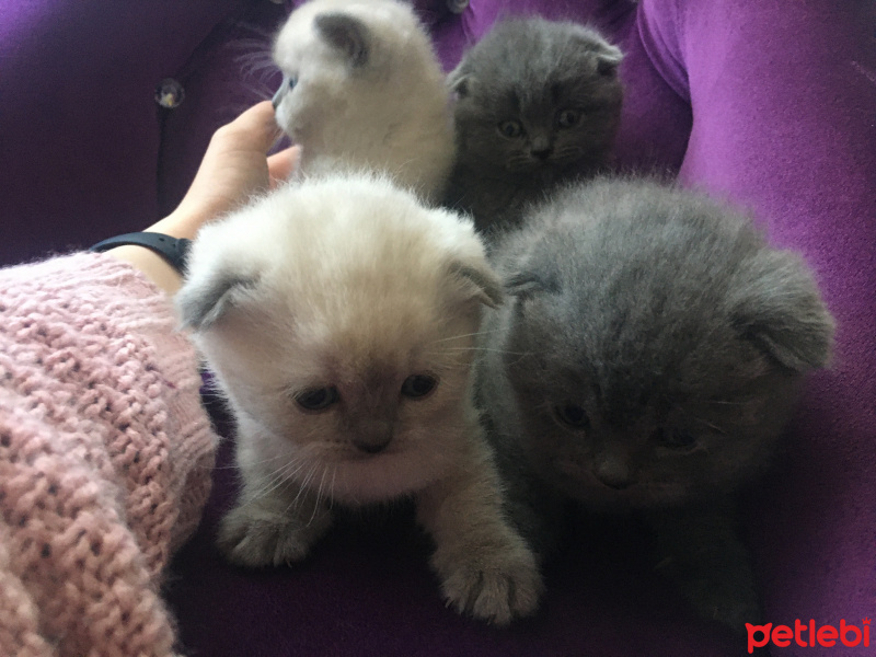 Scottish Fold, Kedi  Safkan Scottish Fold Gölge fotoğrafı