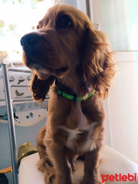 İngiliz Cocker Spaniel, Köpek  RODY fotoğrafı