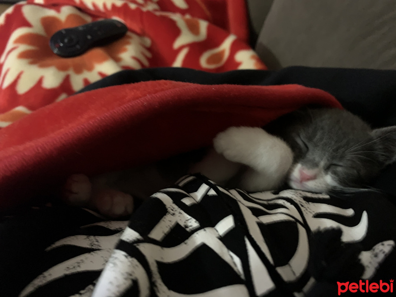 Mavi Rus, Kedi  Şaziye fotoğrafı