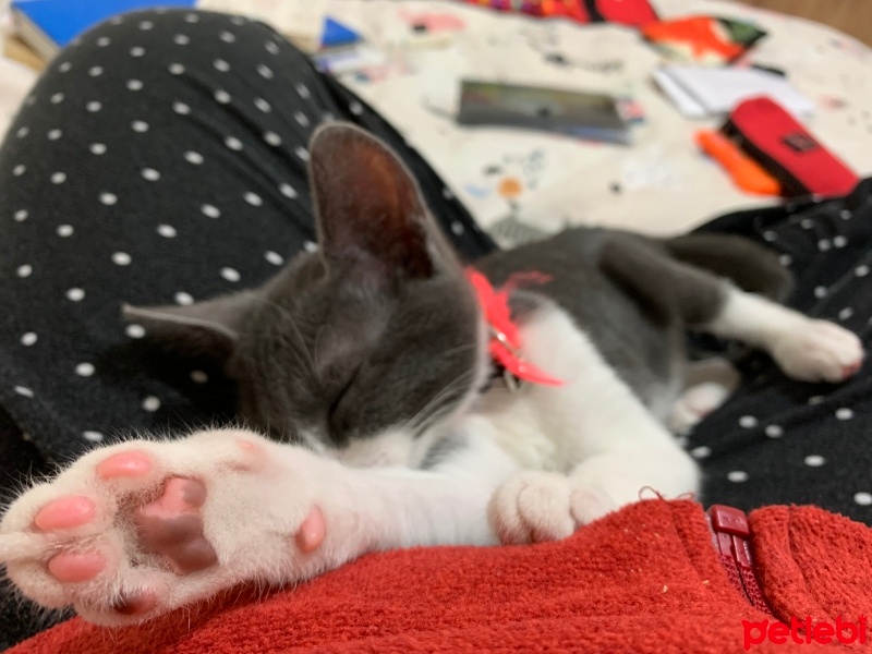 Mavi Rus, Kedi  Şaziye fotoğrafı