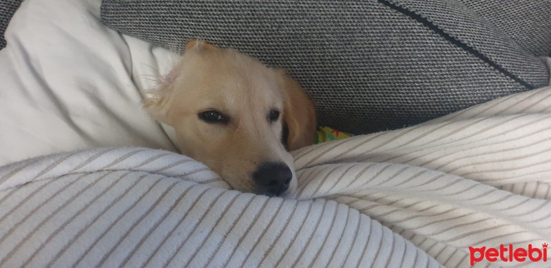 Golden Retriever, Köpek  Jessie fotoğrafı