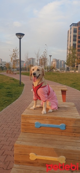 Golden Retriever, Köpek  Jessie fotoğrafı