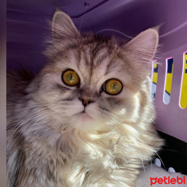 İran Kedisi (Persian), Kedi  Mia fotoğrafı