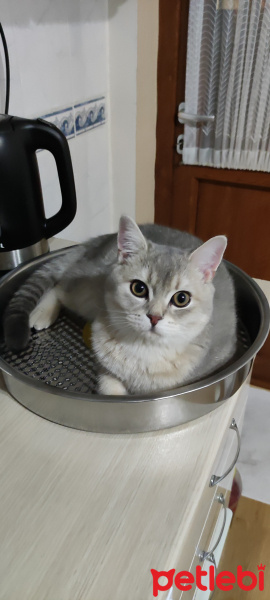 British Shorthair, Kedi  Teneke fotoğrafı