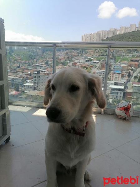 Labrador Retriever, Köpek  ares fotoğrafı