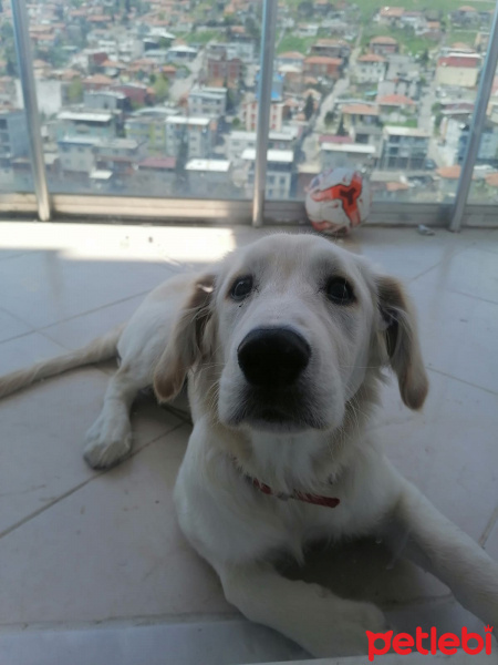 Labrador Retriever, Köpek  ares fotoğrafı
