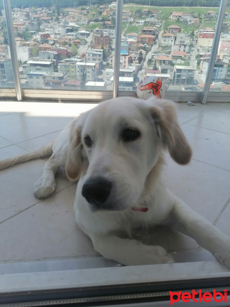 Labrador Retriever, Köpek  ares fotoğrafı