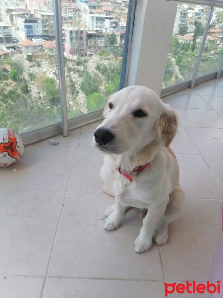 Labrador Retriever, Köpek  ares fotoğrafı