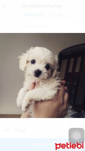 Maltese, Köpek  Zero fotoğrafı