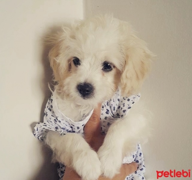 Maltese, Köpek  Zero fotoğrafı